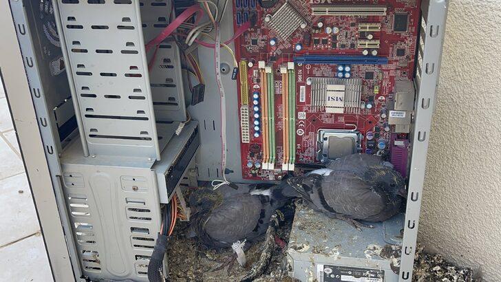 Aksaray'da evin balkonunda unutulan bilgisayar kasası güvercinlere yuva oldu G3