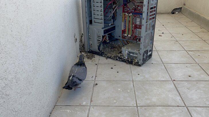 Aksaray'da evin balkonunda unutulan bilgisayar kasası güvercinlere yuva oldu G5