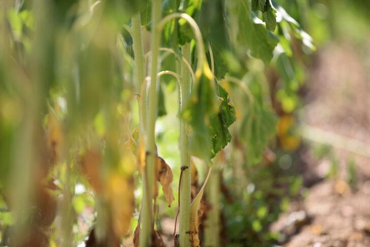 Trakya'da ayçiçeği zararlısı "çayır tırtılı" zararlısına karşı mücadele yürütülüyor G1