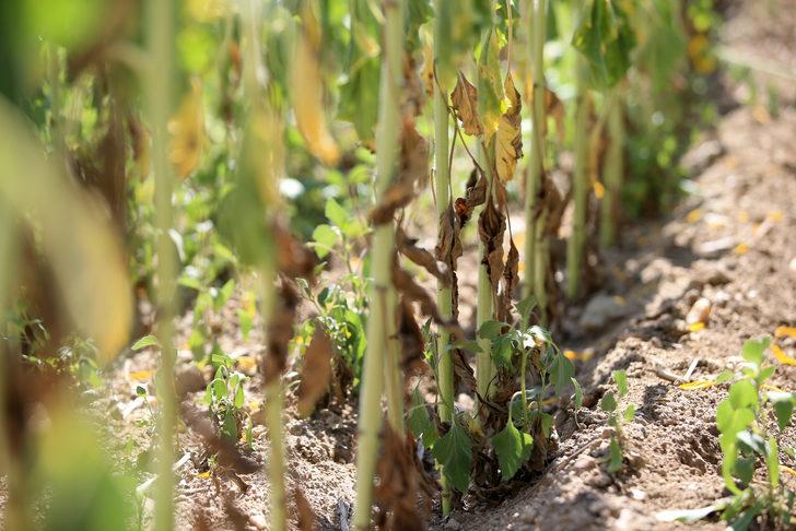 Trakya'da ayçiçeği zararlısı "çayır tırtılı" zararlısına karşı mücadele yürütülüyor G2