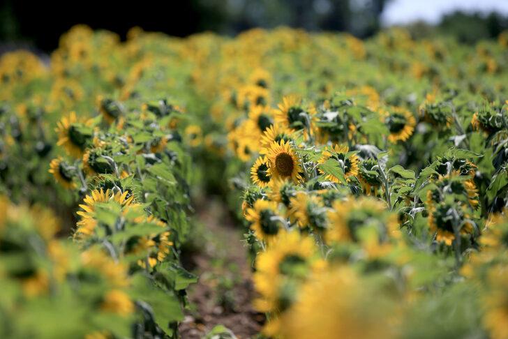 Trakya'da ayçiçeği zararlısı "çayır tırtılı" zararlısına karşı mücadele yürütülüyor G3