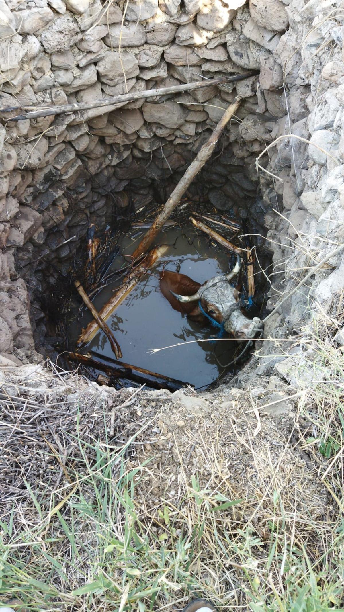 Elazığ'da kuyuya d&uuml;şen inek itfaiye ekiplerince kurtarıldı