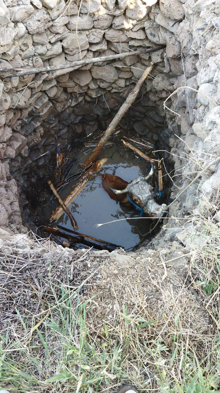 Elazığ'da kuyuya düşen inek itfaiye ekiplerince kurtarıldı G1