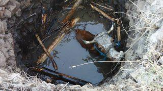 Elazığ'da kuyuya düşen inek itfaiye ekiplerince kurtarıldı