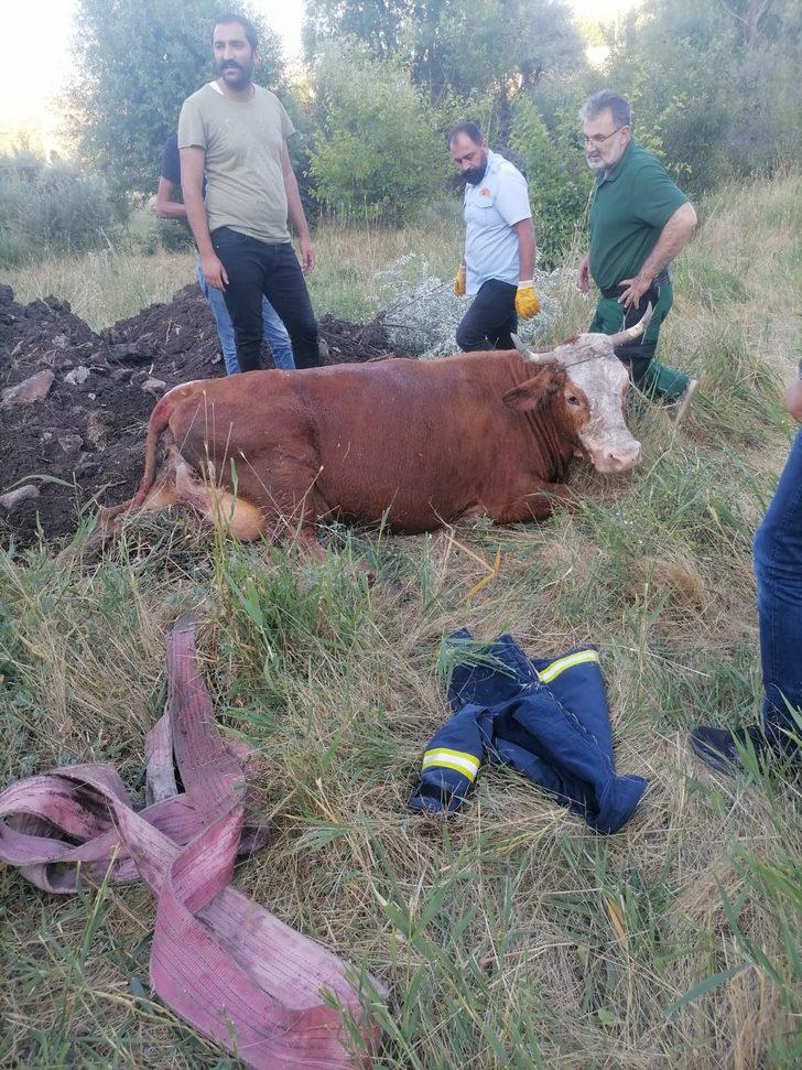 Elazığ'da kuyuya düşen inek itfaiye ekiplerince kurtarıldı G4