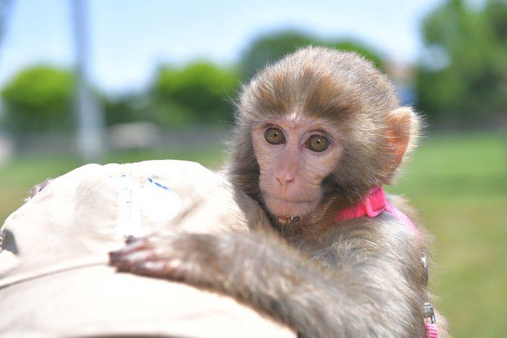 Kayseri'de hayvanat bahçesini Kurban Bayramı'nda 50 bin kişi ziyaret etti G4