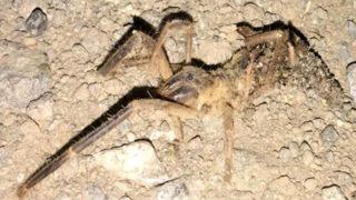 Kayseri'de örümcek paniği! Geceleri ortaya çıkıyor, boyu insan eli kadar