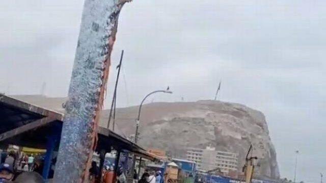 Balıkçıların ağına takılan dev balık kehanet iddialarını güçlendirdi! Deprem korkularını ateşledi