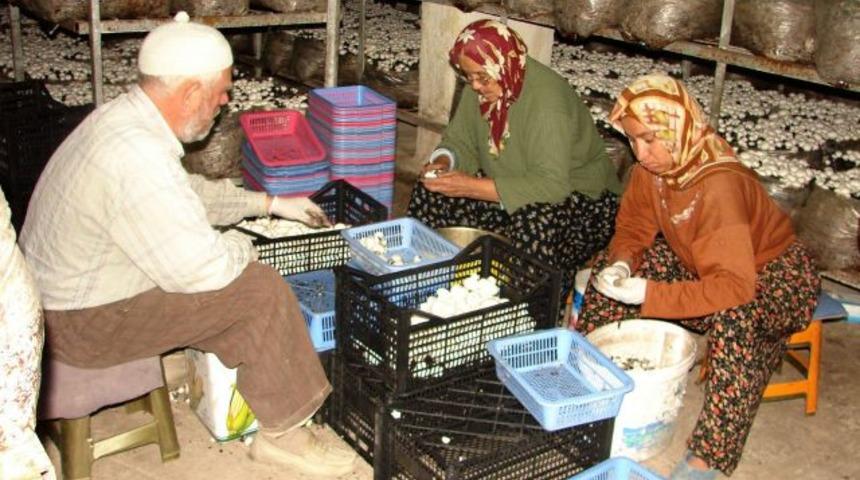 Kültür mantarı üretimi 5 bin kadına iş istihdamı sağlıyor
