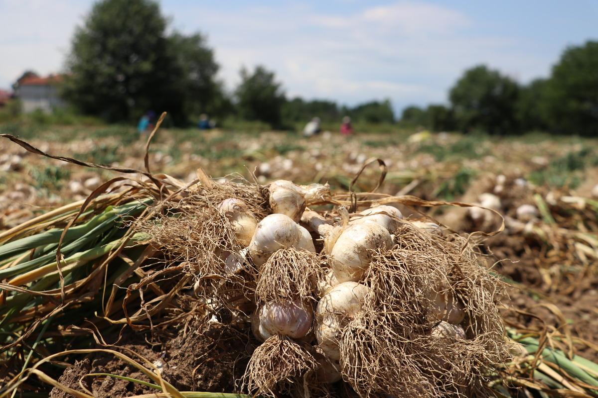 Kastamonu'da Taşk&ouml;pr&uuml; sarımsağının hasadına başlandı