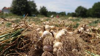 Kastamonu'da Taşköprü sarımsağının hasadına başlandı