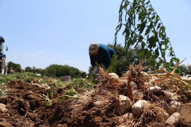 Kastamonu'da Taşköprü sarımsağının hasadına başlandı G2