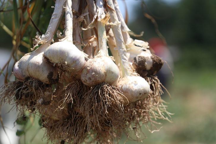 Kastamonu'da Taşköprü sarımsağının hasadına başlandı G3