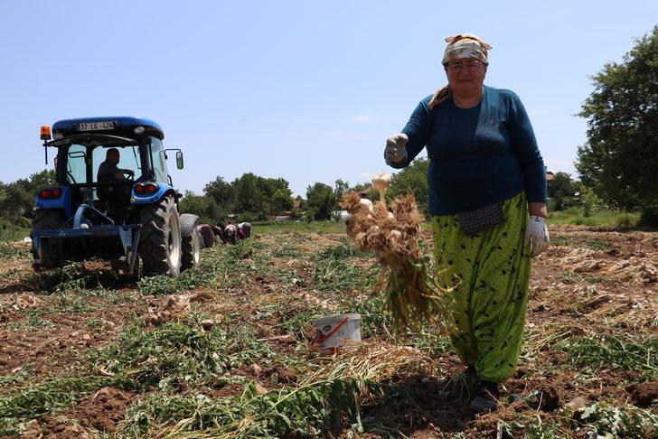 Kastamonu'da Taşköprü sarımsağının hasadına başlandı G4