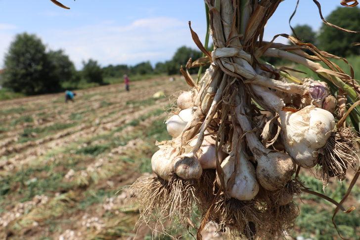 Kastamonu'da Taşköprü sarımsağının hasadına başlandı G5