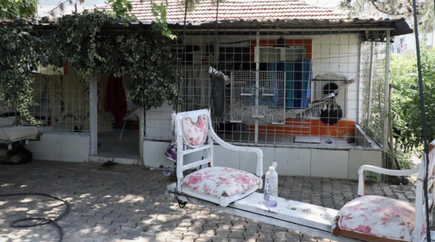 Arkadaşı ziyarete geldi, kapıyı a&ccedil;tığında korkun&ccedil; manzarayla karşılaştı! Beslediği k&ouml;pekler kapının &ouml;n&uuml;nden ayrılmadı