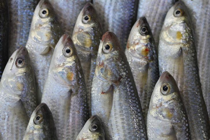 Batı Karadenizli balıkçılar yeni sezonda palamuttan umutlu G4