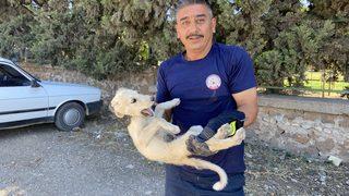Hatay'da kuyuya düşen köpek yavrusu kurtarıldı