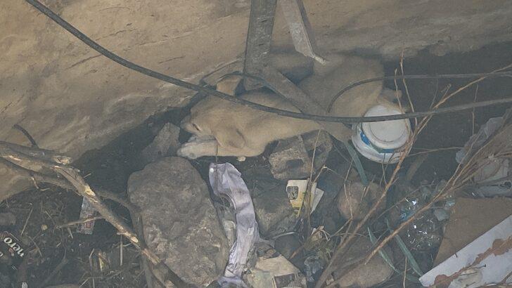Hatay'da kuyuya düşen köpek yavrusu kurtarıldı G2