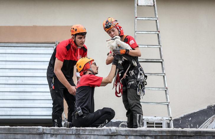 Bursa'da cami kubbesindeki yuvadan düşen leylek yavruları kurtarıldı G3