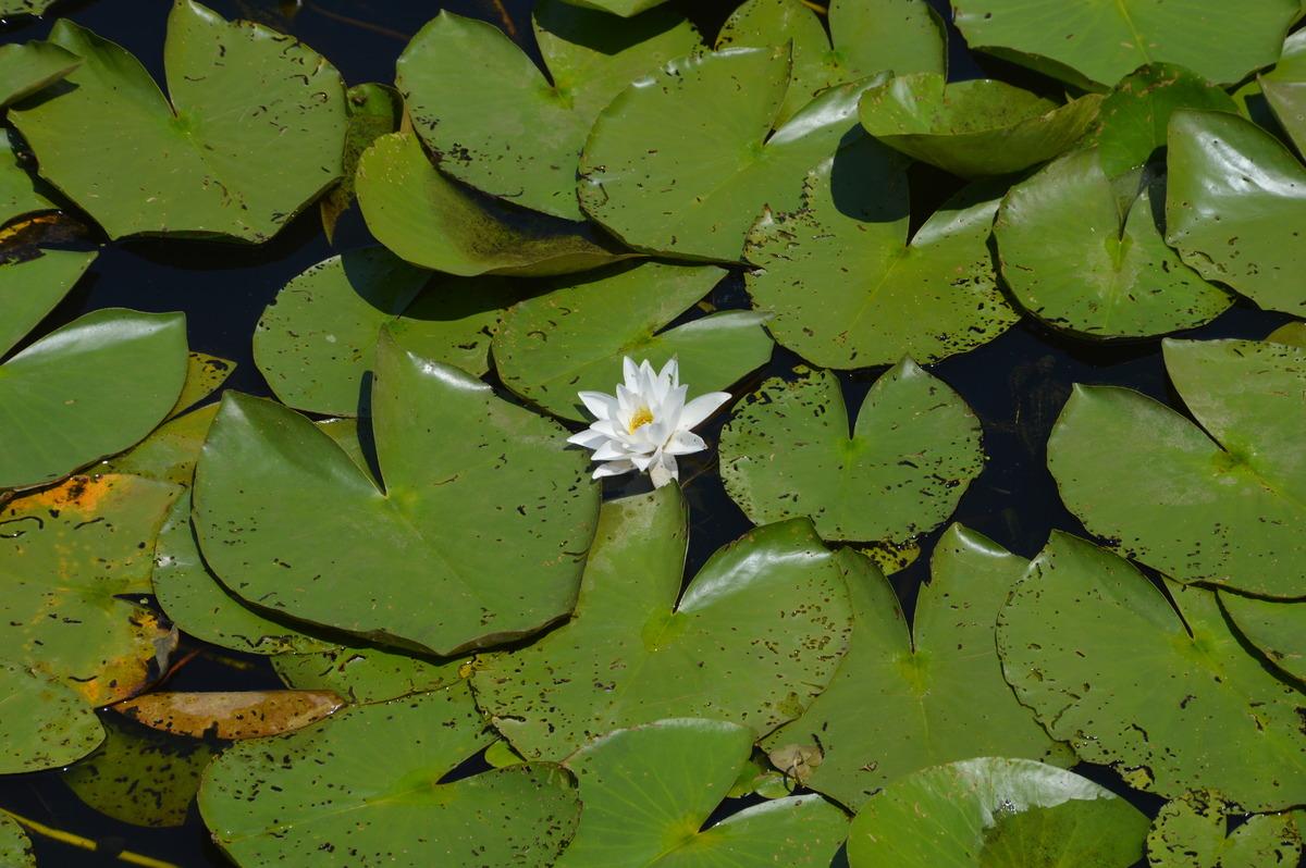 Acarlar Longozu, ziyaret&ccedil;ilerini beyaz nil&uuml;ferleriyle karşılıyor