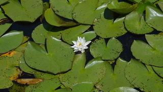 Acarlar Longozu, ziyaretçilerini beyaz nilüferleriyle karşılıyor