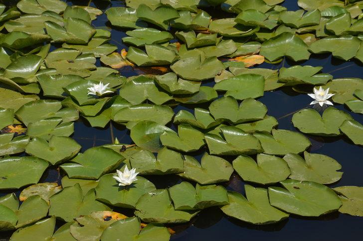 Acarlar Longozu, ziyaretçilerini beyaz nilüferleriyle karşılıyor G2