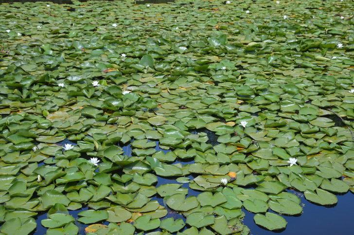 Acarlar Longozu, ziyaretçilerini beyaz nilüferleriyle karşılıyor G3