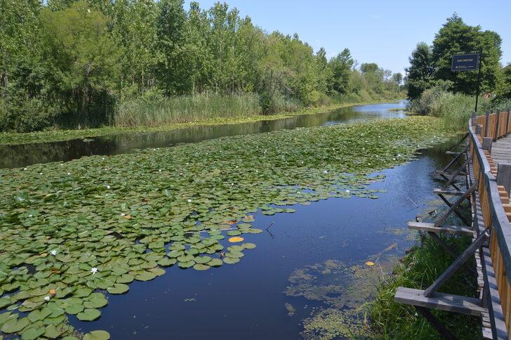 Acarlar Longozu, ziyaretçilerini beyaz nilüferleriyle karşılıyor G4