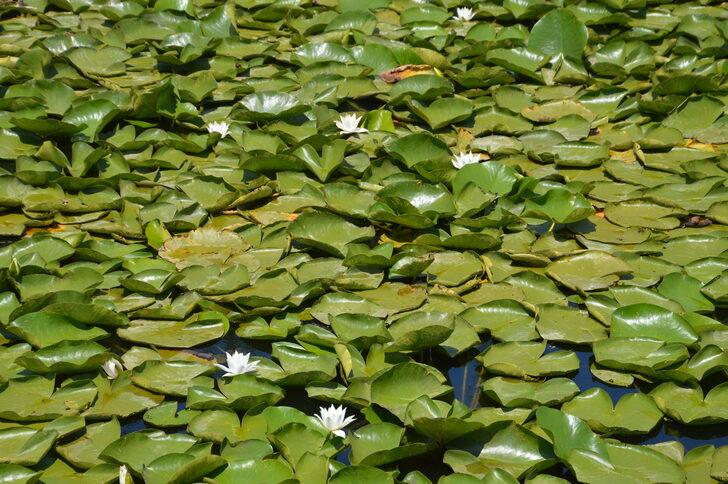 Acarlar Longozu, ziyaretçilerini beyaz nilüferleriyle karşılıyor G5