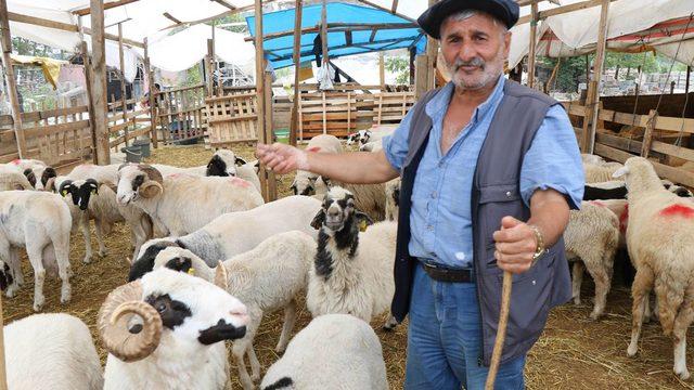 Yüzde 30'luk zamma rağmen satışlar geçen seneyi geçti! İşte satılan kurbanlık sayısı...