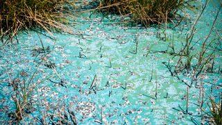 İstanbul'un su kaynağı Sazlıbosna Barajı'nda korkutan görüntü! Yeşil tabakayla kaplandı