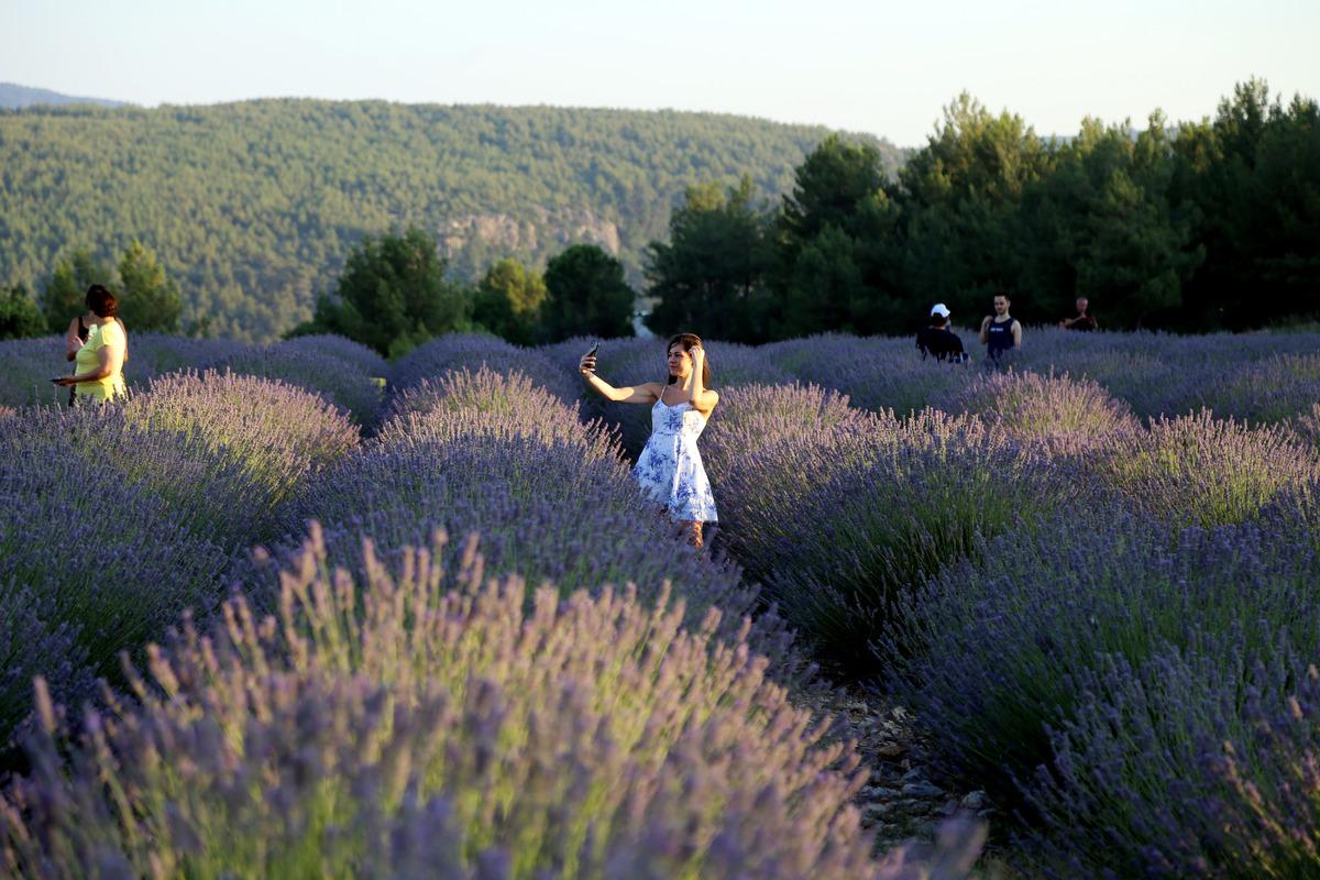 Muğla'nın "mor tarlaları" ziyaret&ccedil;ilerini ağırlıyor