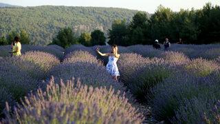 Muğla'nın mor tarlaları ziyaretçilerini ağırlıyor