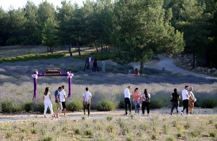 Muğla'nın "mor tarlaları" ziyaretçilerini ağırlıyor G2