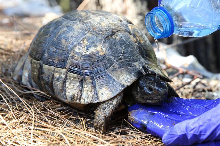 Datça'daki orman yangınında mahsur kalan iki kaplumbağayı jandarma ekipleri kurtardı G1