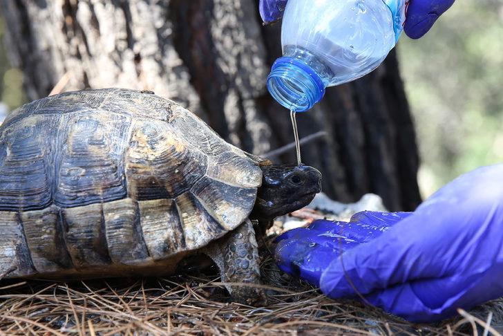 Datça'daki orman yangınında mahsur kalan iki kaplumbağayı jandarma ekipleri kurtardı G2