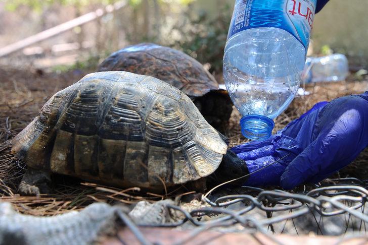 Datça'daki orman yangınında mahsur kalan iki kaplumbağayı jandarma ekipleri kurtardı G3