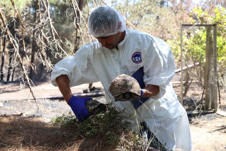Datça'daki orman yangınında mahsur kalan iki kaplumbağayı jandarma ekipleri kurtardı G4