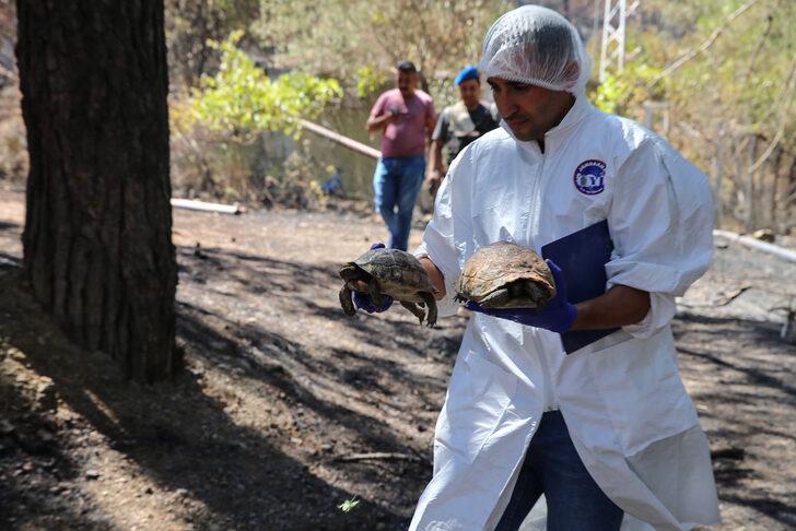 Datça'daki orman yangınında mahsur kalan iki kaplumbağayı jandarma ekipleri kurtardı G5