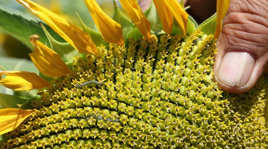 Ayçiçeği tarlalarını tırtıl istila etti! 'İlk defa yaşadık, ilk defa duyuyoruz, şaşkınız'