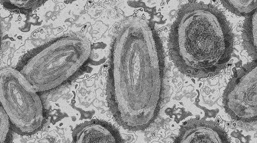 Hindistan'da maymun çiçeği paniği!