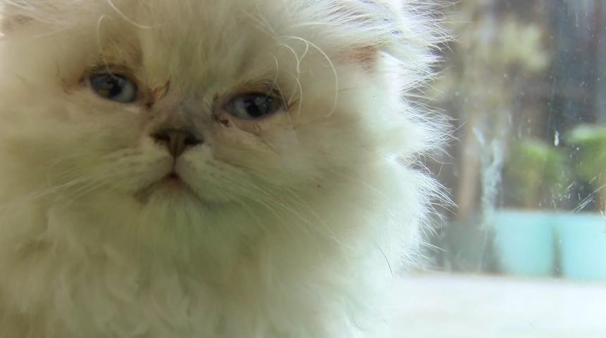 Resmi Gazete'de yayımlandı! Kedi ve köpeklerin vitrine konarak satışı yasaklandı: Sonuçları daha kötü olacak