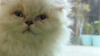 Resmi Gazete'de yayımlandı! Kedi ve köpeklerin vitrine konarak satışı yasaklandı: Sonuçları daha kötü olacak