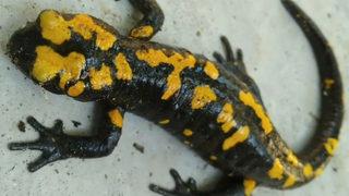 Nesli tehdit altında! Sarı benekli semender Amanoslar’da görüntülendi