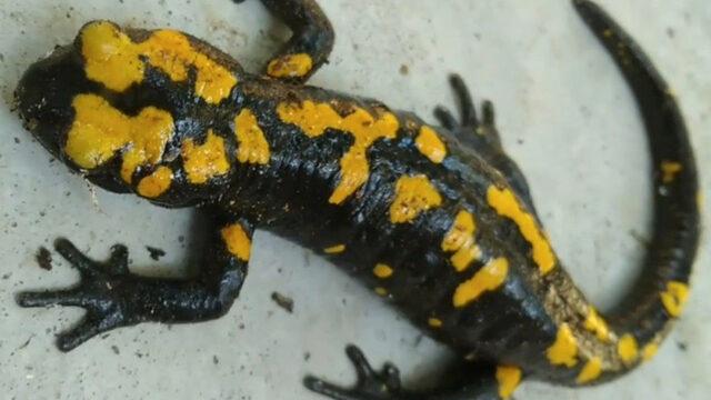 Nesli tehdit altında! Sarı benekli semender Amanoslar’da görüntülendi