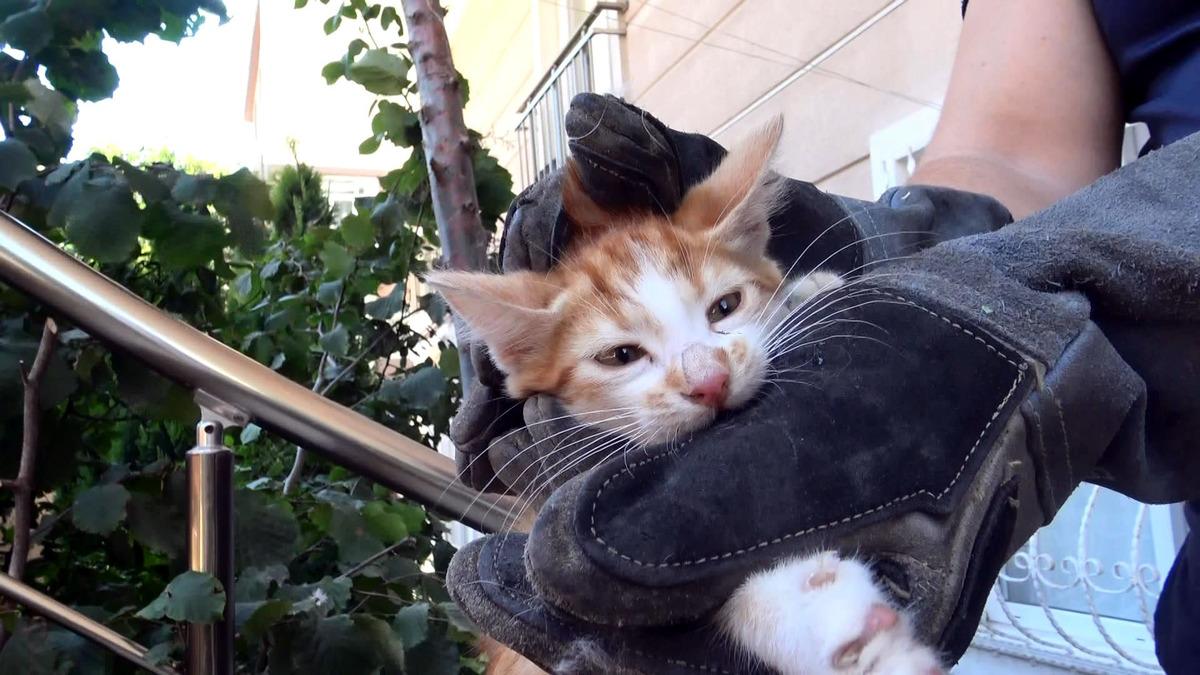Avcılar&rsquo;da kombiye sıkışan yavru kediyi itfaiye kurtardı