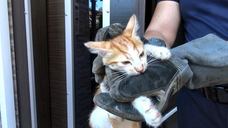 Avcılar’da kombiye sıkışan yavru kediyi itfaiye kurtardı G4