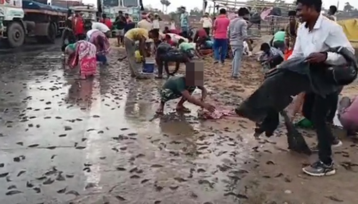 Hindistan'daki muson yağmurlarının ardından gökyüzünden balık yağdı! Yerel halk yerlerden balık topladı