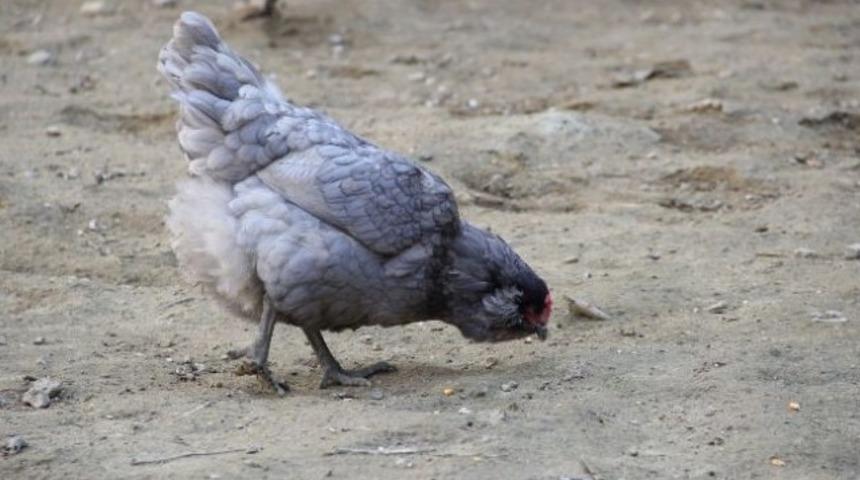 Bu tavuklar mavi yumurta yumurtluyor